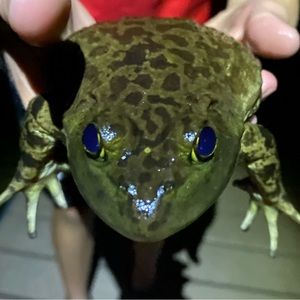 Meet your Posher, Samuel